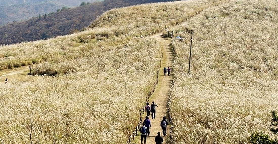 무장봉 억새군락지이미지1