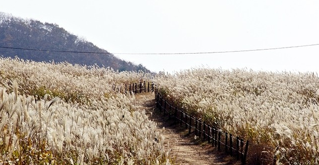 무장봉 억새군락지이미지3